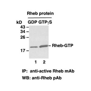 Rheb-GTP 小鼠單抗