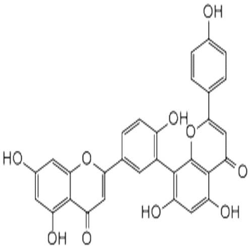 穗花杉雙黃酮.jpg