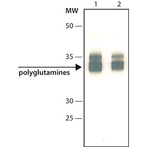 抗聚谷氨酰胺polyQ抗體，polyglutamine Disease， clone 3B5H10