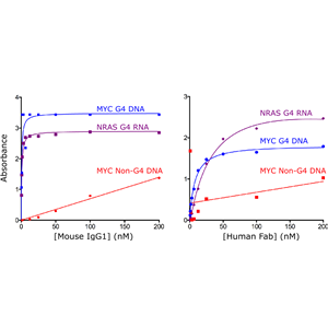 抗DNA G-quadruplex結(jié)構(gòu)抗體，antibody clone: BG4