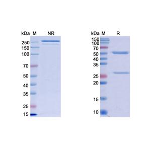 抗聚谷氨酰胺擴展疾病標志物抗體，polyglutamine/polyQ克隆1C2