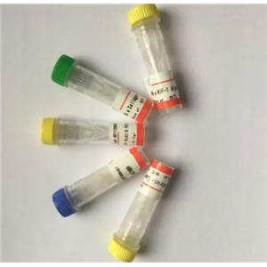 Cdk4 Antibody 生產(chǎn)供應(yīng)商艾普蒂生物