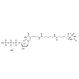 Biotin-11-dUTP