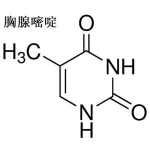 5-甲基尿嘧啶廠家  胸腺嘧啶現(xiàn)貨供應(yīng)