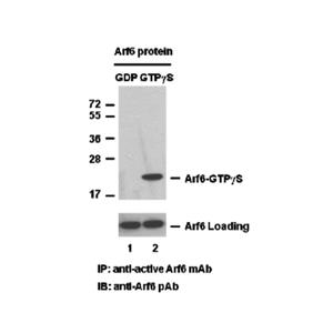 Arf6 活性檢測試劑盒，免疫檢測廠商直發(fā)