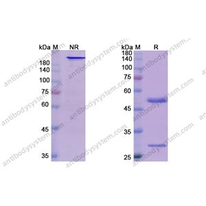 恩巴瑞西單抗，Enibarcimab，anti-ADM antibody 抗體