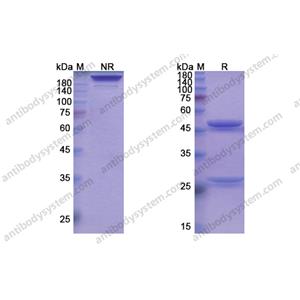 迪諾蘇單抗 ，Denosumab，anti-CD254 antibody 抗體