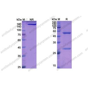 維妥組單抗，Veltuzumab，anti-CD20 antibody 抗體