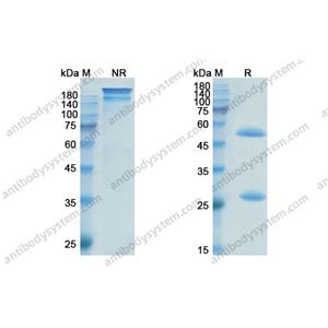 匹那妥珠單抗，Pinatuzumab，anti-CD22 antibody 抗體