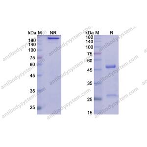 利瑞魯單抗 ，Lirilumab，anti-CD158A antibody 抗體