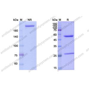 卡蘆單抗，Carlumab，anti-CCL2 antibody 抗體，915404-94-3