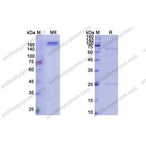 Ifinatamab，anti-APP antibody 抗體，