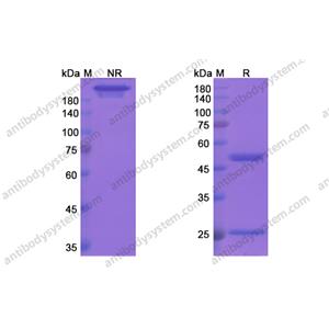 巴匹組單抗，Bapineuzumab，anti-APP antibody 抗體，