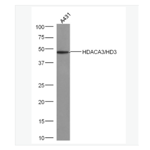 Anti-HDAC3 antibody-組蛋白去乙?；?抗體