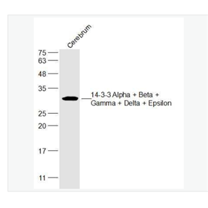 Anti-14-3-3-14-3-3蛋白/14-3-3 α/β/γ/δ/ε亞型抗體