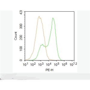 Anti-SGK1 antibody-糖皮質(zhì)激素調(diào)節(jié)激酶1抗體