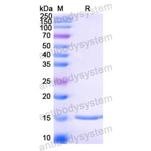 Anti-Human papillomavirus type 16 E6/Protein E6 Nanobody (SAA1338)