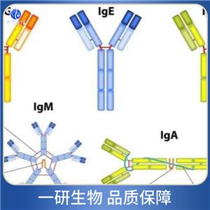 膜粘連蛋白10抗體