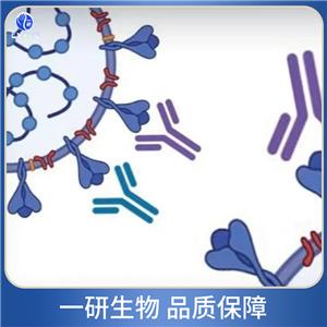 胞環(huán)蛋白肌動蛋白結(jié)合蛋白抗體