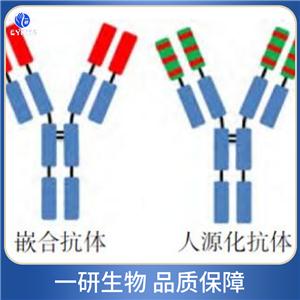 紅細(xì)胞2,3 - 二磷酸甘油酸合成酶抗體