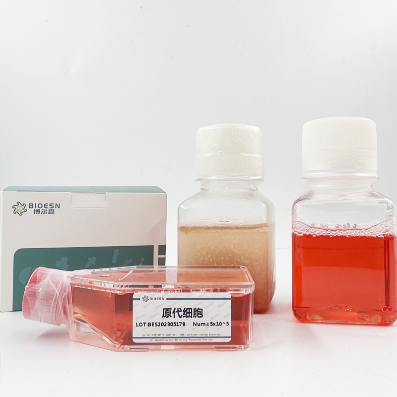 小鼠干細胞因子(SCF) ELISA Kit