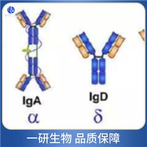 Bcl2 beta蛋白抗體