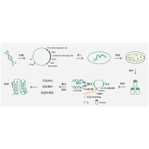 義翹神州提供原核細(xì)胞蛋白表達(dá)平臺