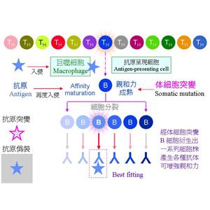 多能發(fā)育相關(guān)基因4蛋白，Dppa4 Protein