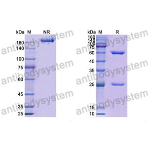 Research Grade Anti-RSV F/Fusion glycoprotein F0 (RSB1) (DVV02819)