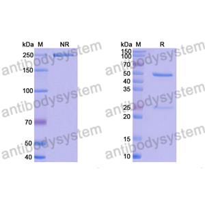 Research Grade Anti-RSV F/Fusion glycoprotein F0 (CR9501)