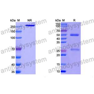 Research Grade Anti-RSV F/Fusion glycoprotein F0 (RSV7.10) (DVV02817)