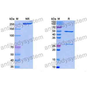 Research Grade Anti-RSV F/Fusion glycoprotein F0 (RSD5) (DVV02818)