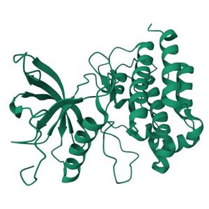 人FGFR1(C584S)蛋白, Tag free, 昆蟲(chóng)表達(dá)體系