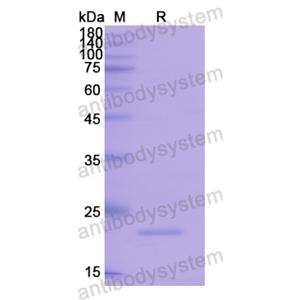 Recombinant Human FGF10, N-His