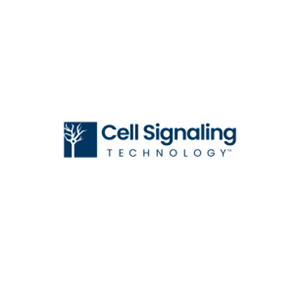 HDAC6 (D2E5) Rabbit mAb (PE Conjugate)