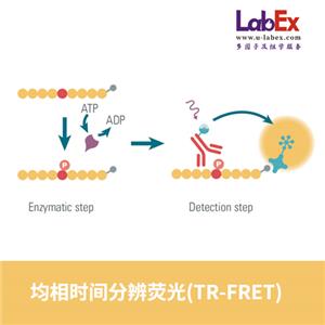 均相時間分辨熒光(TR-FRET)，HTRF檢測服務