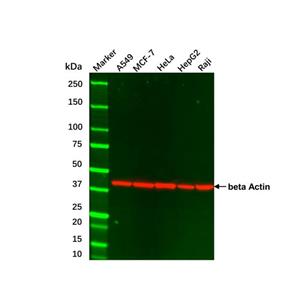 aladdin 阿拉丁 cl155896 Hep G2 Whole Cell Lysate 200μg, Mycoplasma free