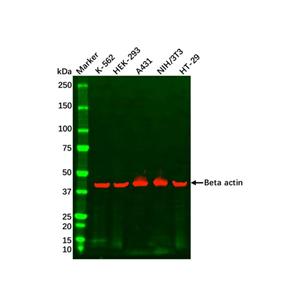 aladdin 阿拉丁 cl155898 K-562 Whole Cell Lysate 200μg, Mycoplasma free