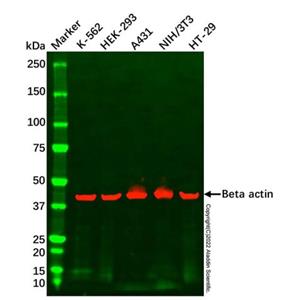 aladdin 阿拉丁 cl155900 NIH/3T3 Whole Cell Lysate 200μg, Mycoplasma free