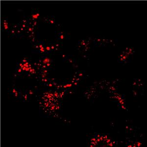 AIE溶酶體紅色探針/活細(xì)胞染色/聚集誘導(dǎo)發(fā)光特性/無(wú)需清洗一步成像/多次成像