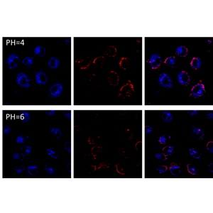 比例型細胞PH成像探針