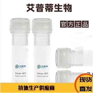 RAB11A抗體；RAB11A  antibody 艾普蒂生物        