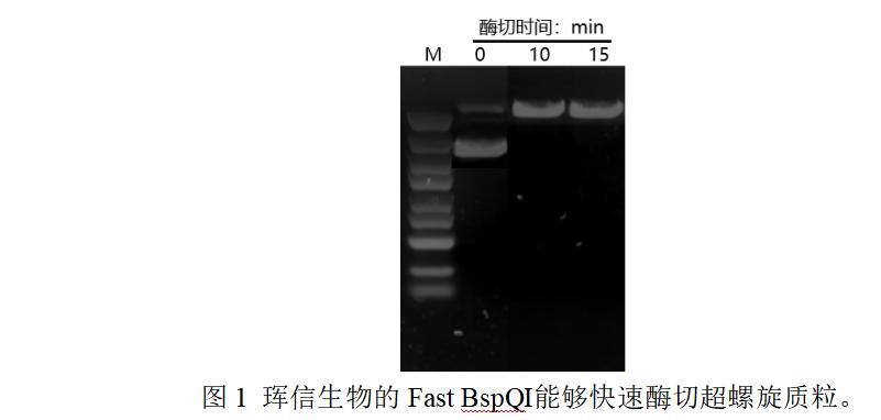 BspQ1 酶切(1).jpg