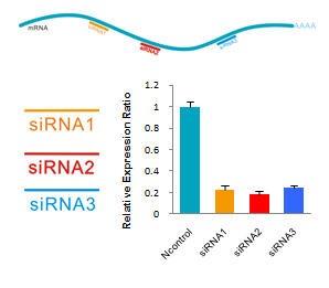 oddgn_siRNA1.jpg