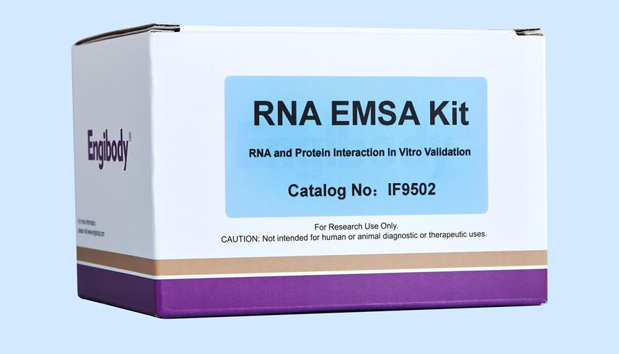 RNA EMSA