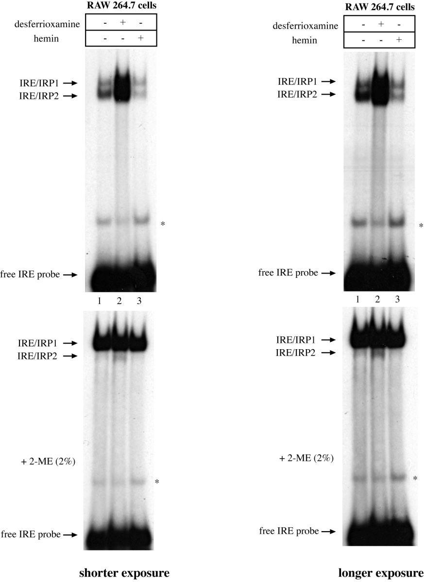 RNA EMSA