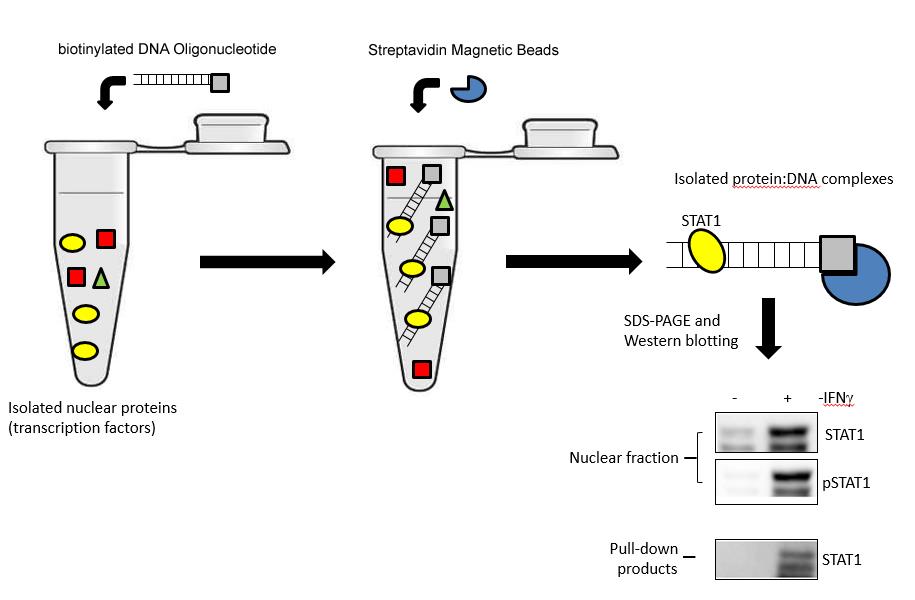 DNA Pull-down