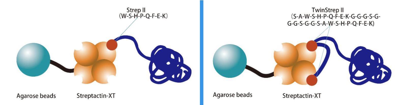 Strep tag II蛋白純化試劑盒