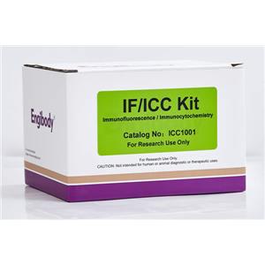 細(xì)胞免疫熒光ICC/IF Kit