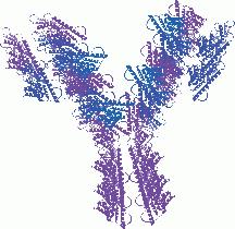 antibody_cartoon_sm.gif